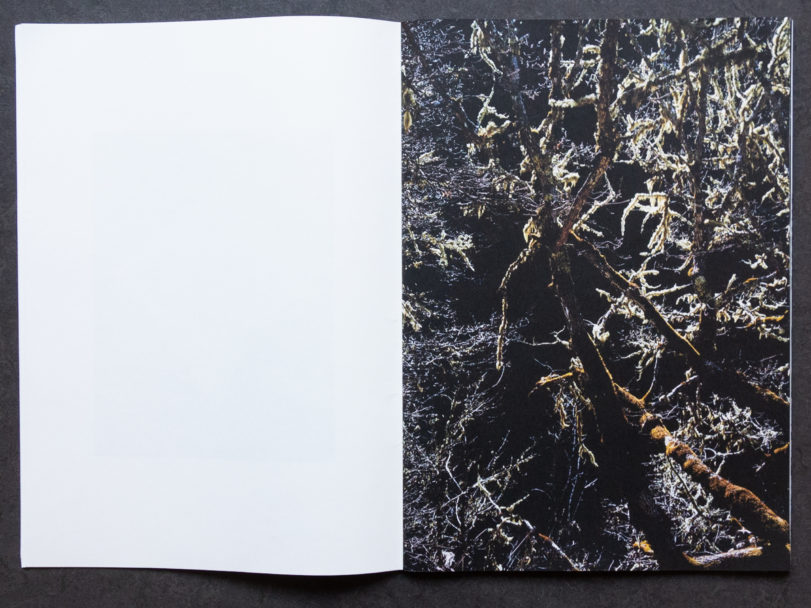 TONK_Lightning Tree-3