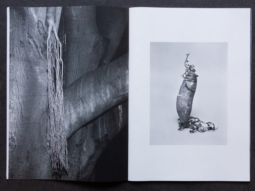 TONK_Lightning Tree-4