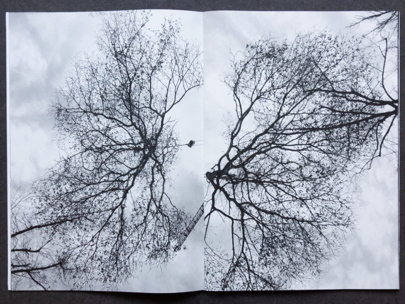 TONK_Lightning Tree-5