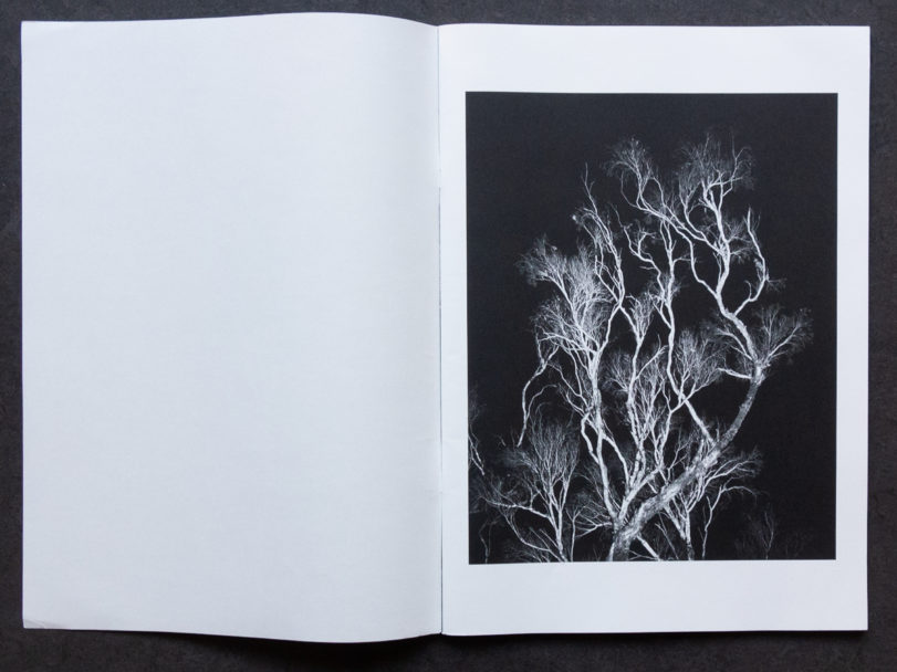 TONK_Lightning Tree-9