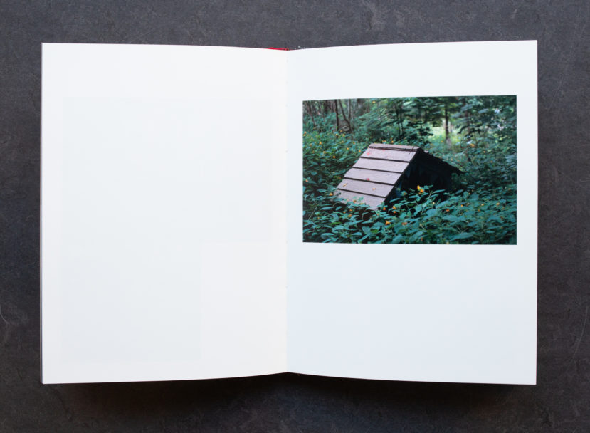 Pidgeon photography-0115