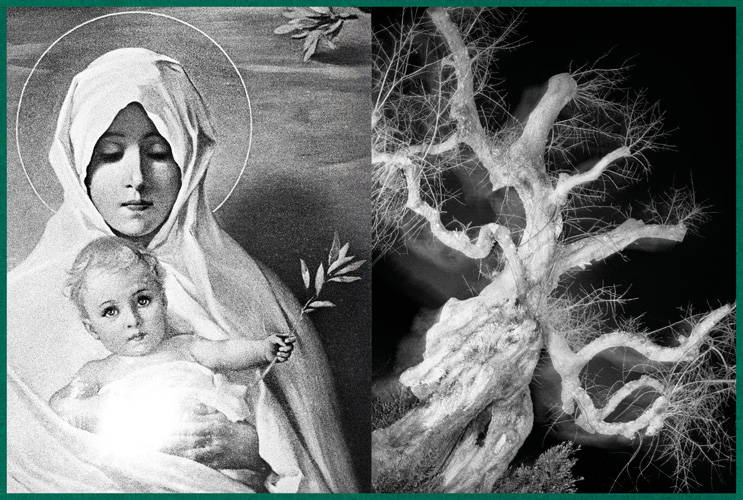 Fastidiosa-Caimi-Piccinni-01