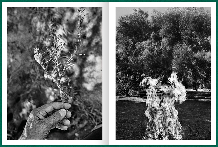 Fastidiosa-Caimi-Piccinni-03