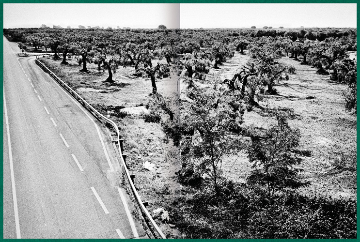 Fastidiosa-Caimi-Piccinni-05