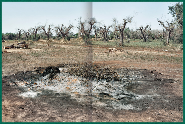 Fastidiosa-Caimi-Piccinni-07