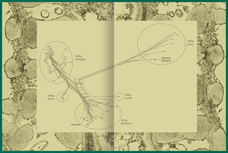 Fastidiosa-Caimi-Piccinni-08
