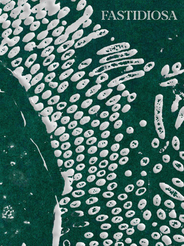 Fastidiosa-Caimi-Piccinni