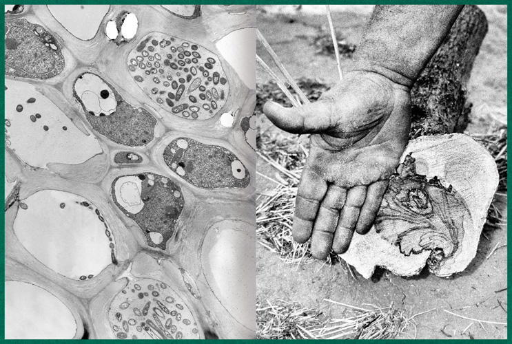 Fastidiosa-Caimi-Piccinni-04