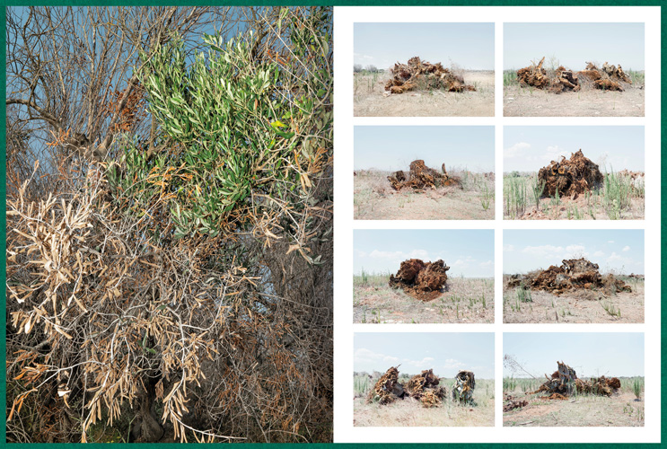 Fastidiosa-Caimi-Piccinni-06