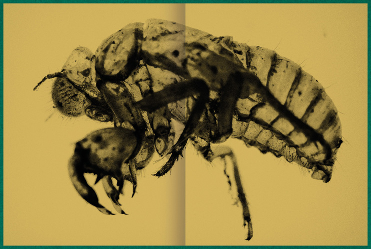 Fastidiosa-Caimi-Piccinni-11