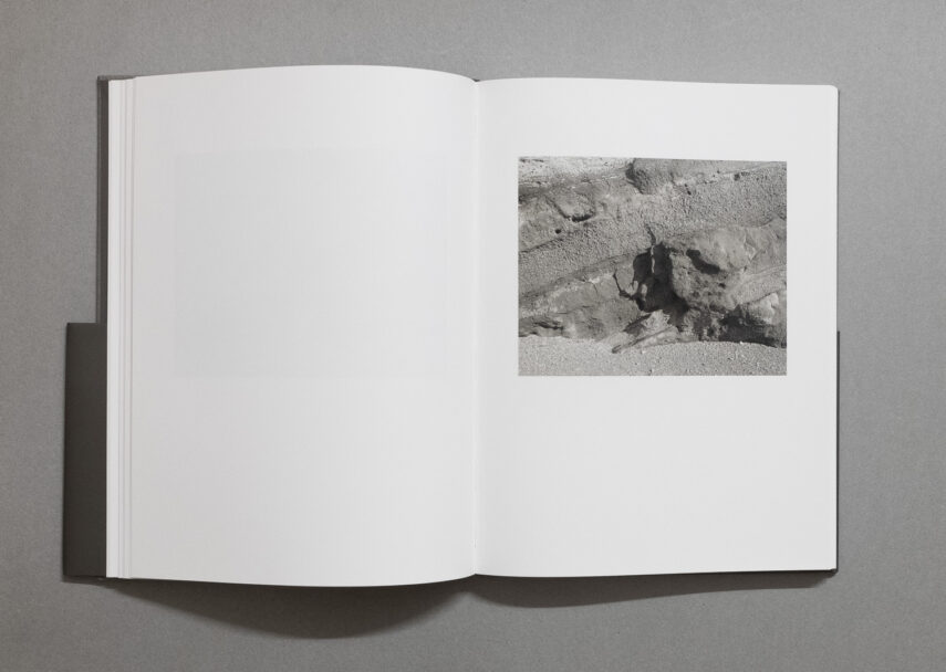 enrica_brogna_fotosintesi_3