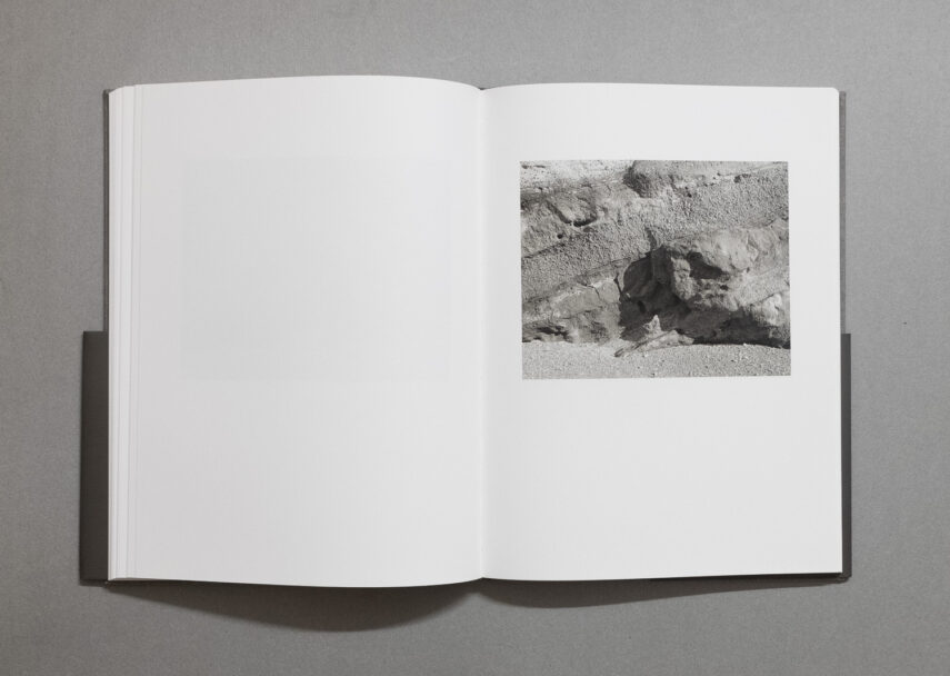 enrica_brogna_fotosintesi_6