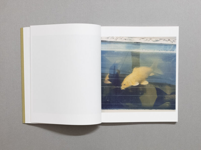 enrica_brogna_small myths_2