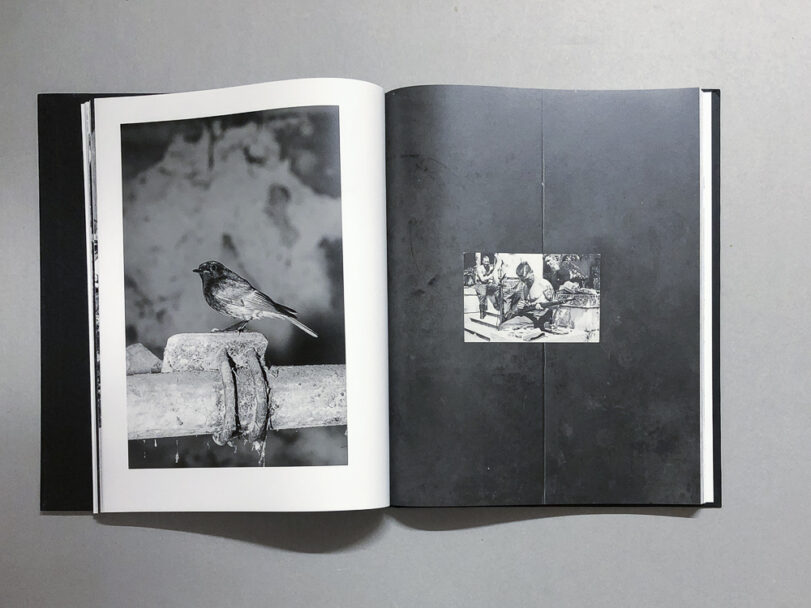 Plexus_BeatricePuddu_4