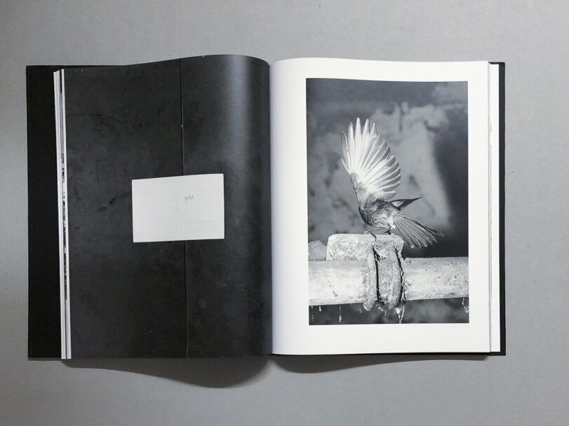 Plexus_BeatricePuddu_5