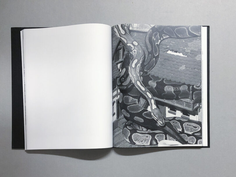 Plexus_BeatricePuddu_7