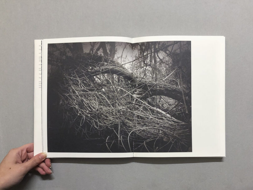 RootsAndWaltz_BeatricePuddu_4