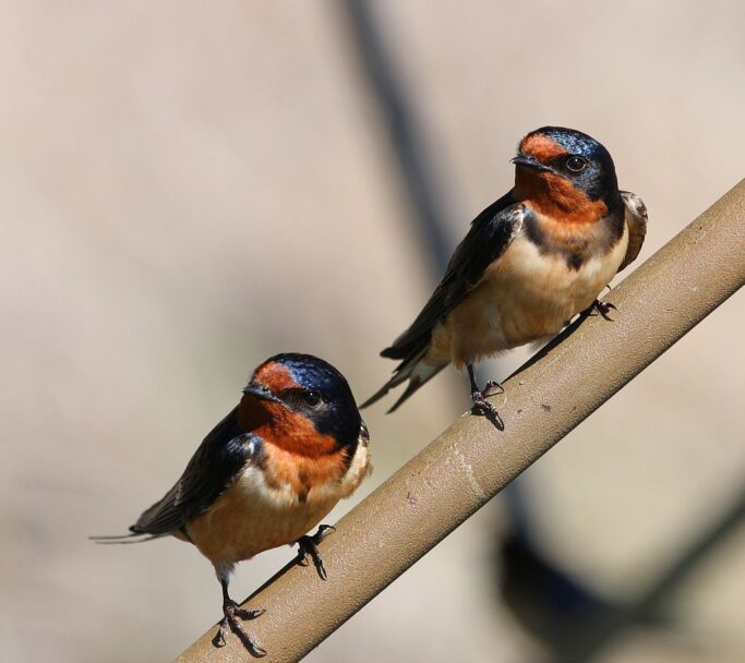 Hirundo_rustica_PP_1024px-