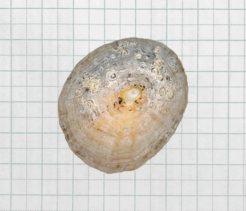 conchigliae_quadretti_copia