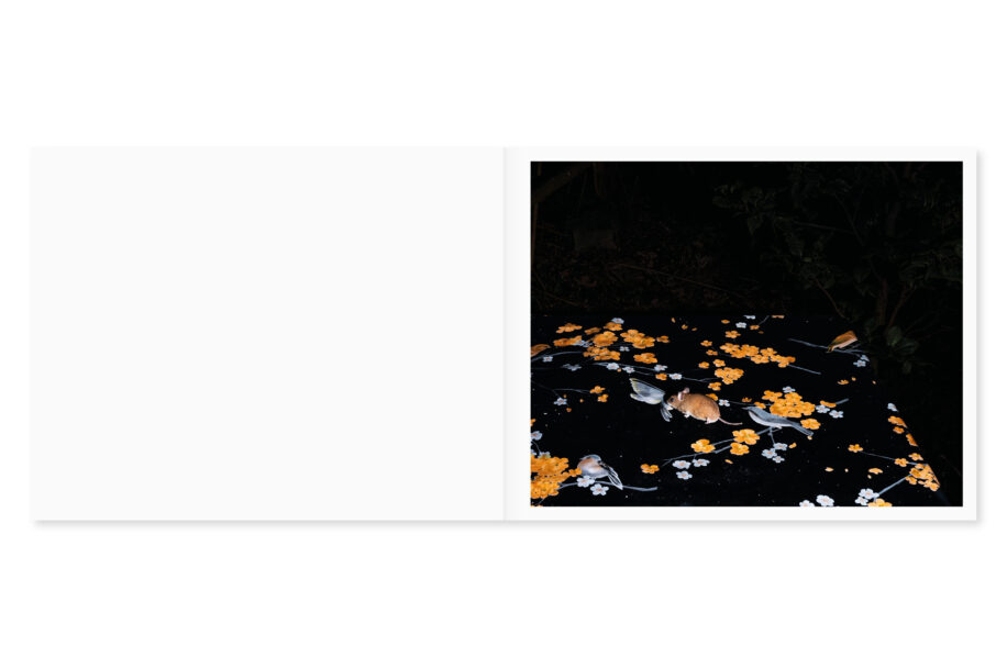 cc_lia-darjes_wildstrucke-2-scaled