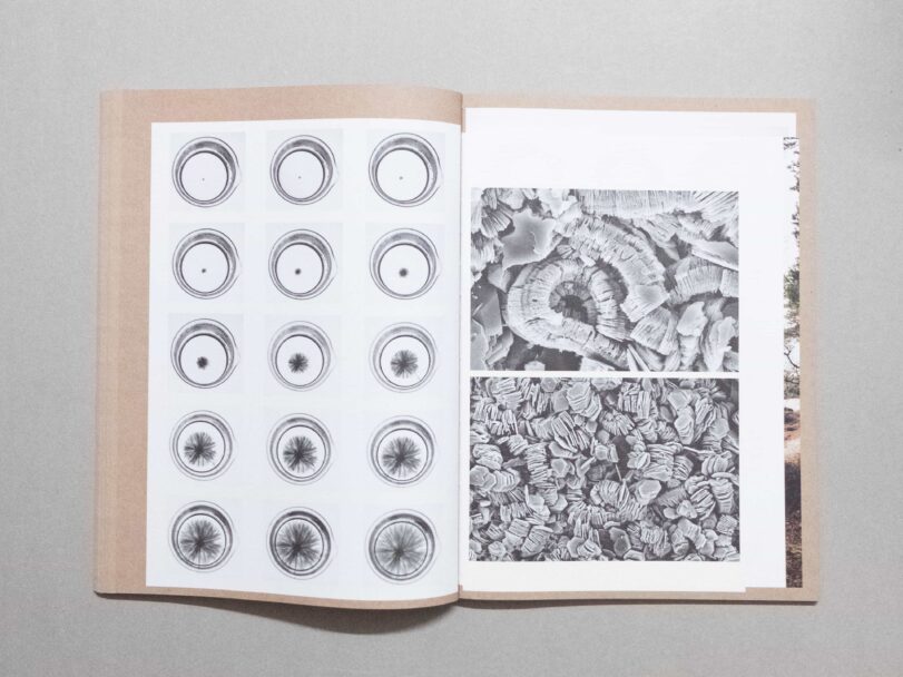 Vital Mud - Sofia7566