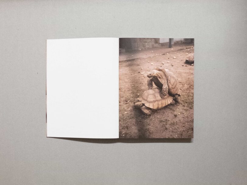 Sorry i gave a birth62