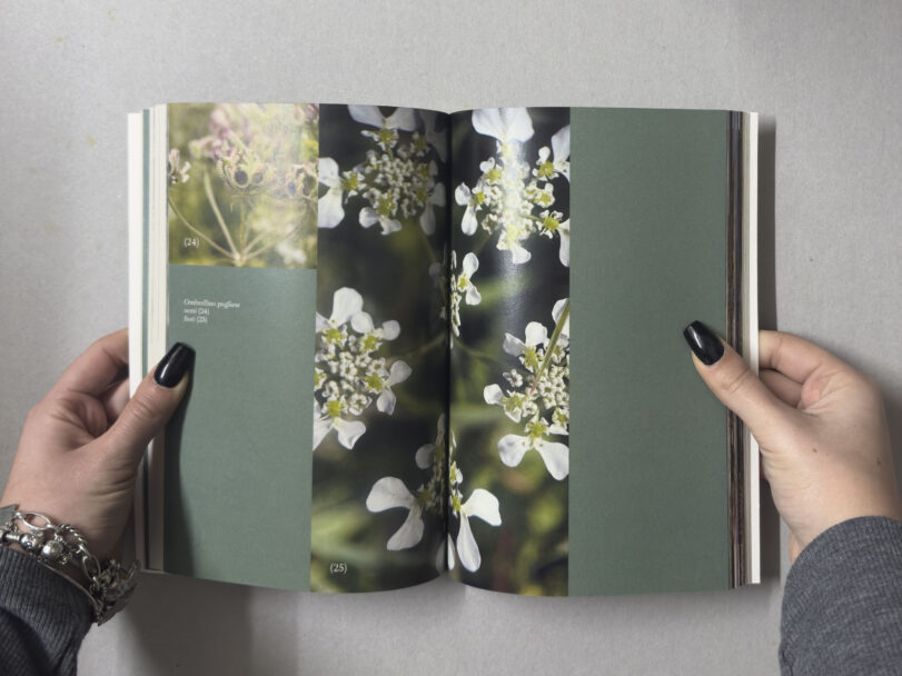 MisiaBottaro_Dalgiardino_4