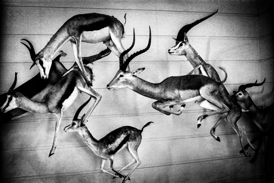 tumult-by-yusuf-sevincli-945216 (1)