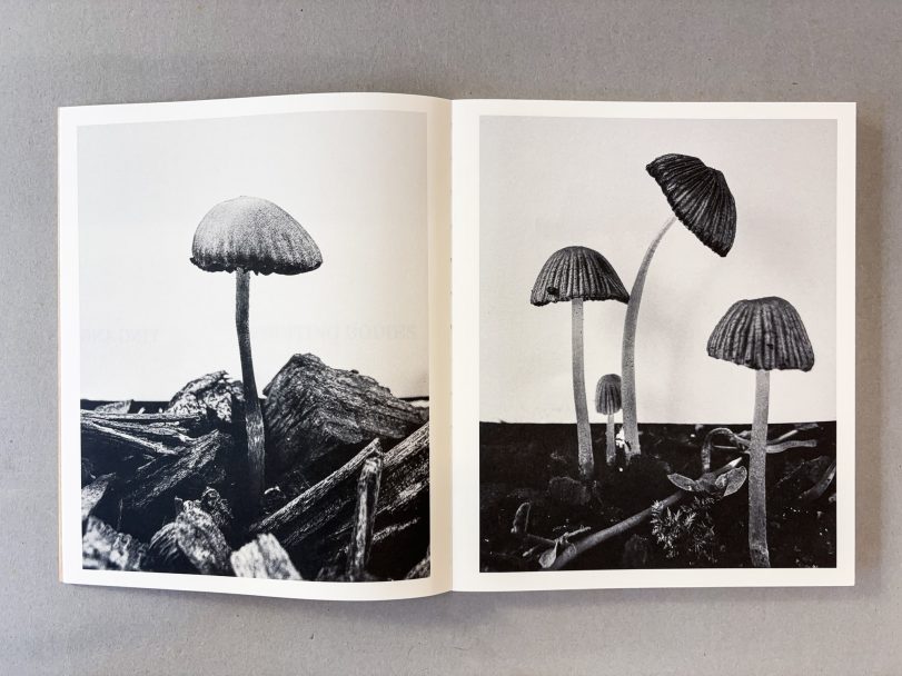 Fruiting-Bodies_Ying-Ang_003