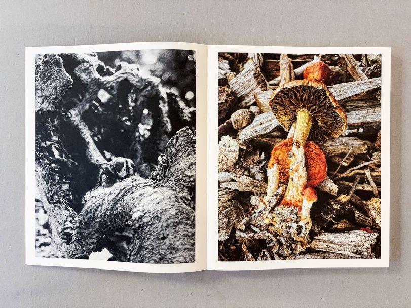 Fruiting-Bodies_Ying-Ang_004