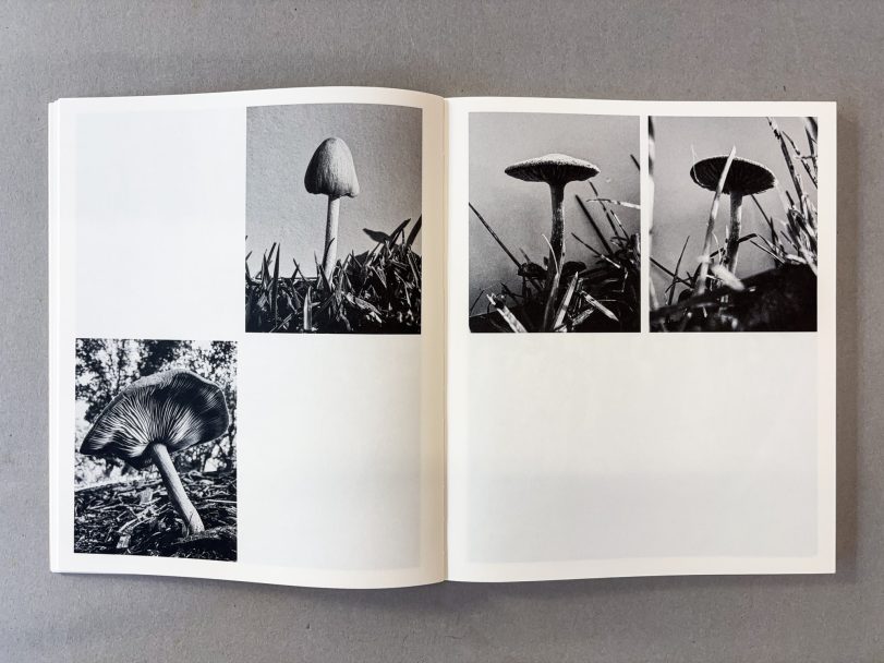 Fruiting-Bodies_Ying-Ang_005