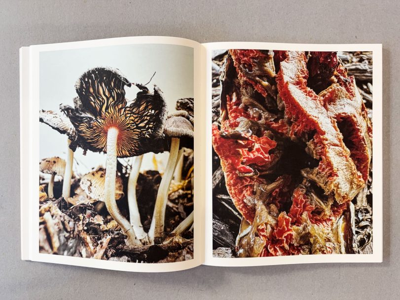 Fruiting-Bodies_Ying-Ang_006