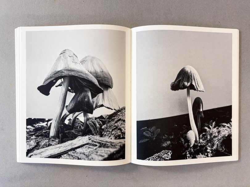 Fruiting-Bodies_Ying-Ang_007