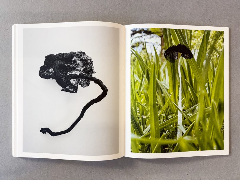 Fruiting-Bodies_Ying-Ang_008