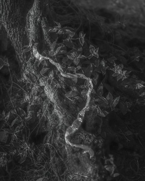 Papucci_Jacopo_low11