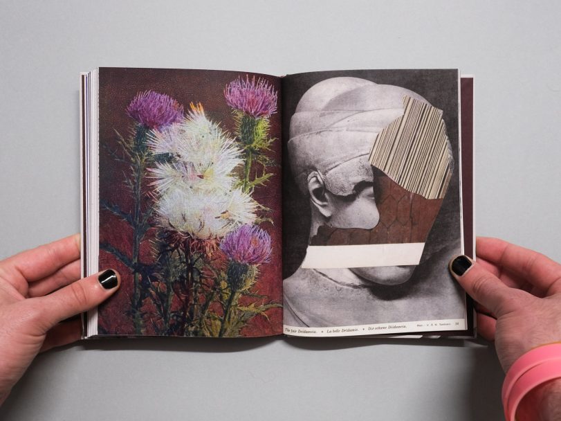 Wild-Flowers_James-Gallagher_011