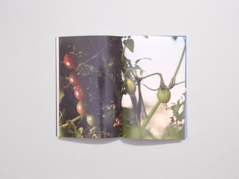 ComunitàPostvarietali_005