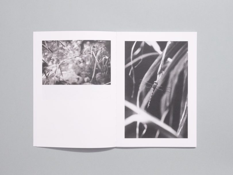 Moulin-des-ribes_004