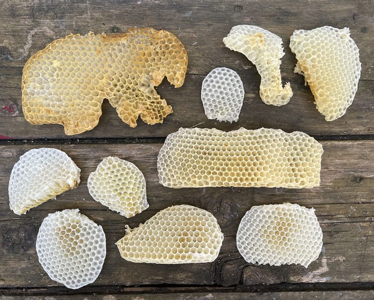 collecting wax combs