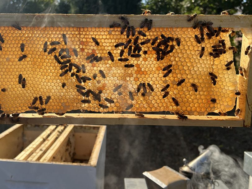 summer scene at the apiary