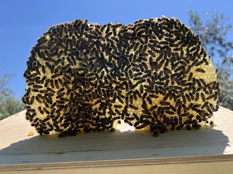bees want to expand in spring