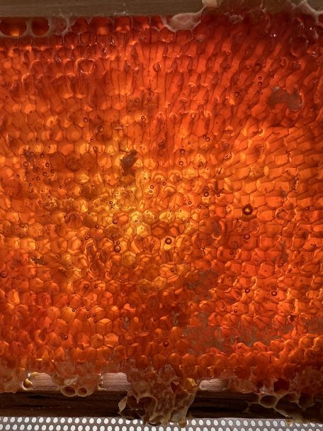 rosmarin honey still in the frame