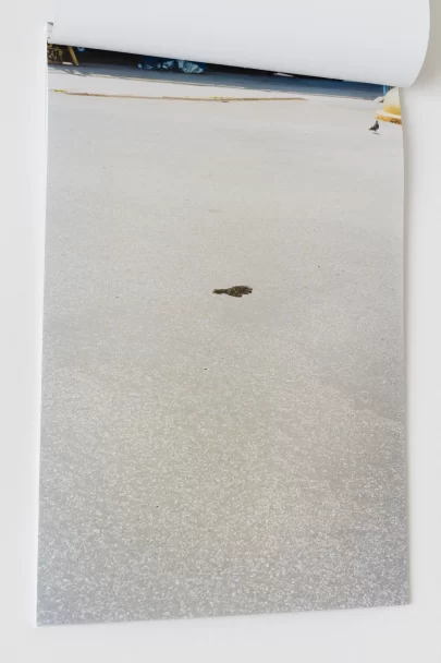 Pigeon_and_Puddle_Bjorn_Allemann_2025_03_1667x