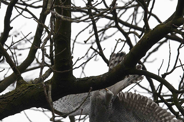 FV 07 habicht mi JF3A1598 web